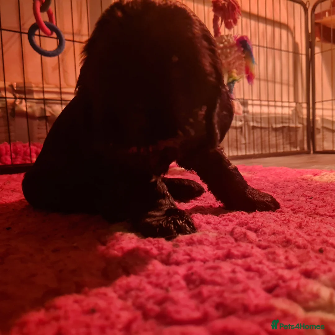 Cocker Spaniel dogs for sale: Health tested Show Cocker Spaniel puppies - Advert 10