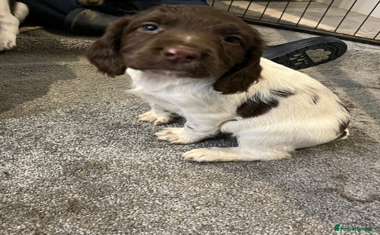 English Springer Spaniel dogs English springer spaniel puppies  - Advert 8