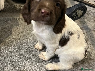 English Springer Spaniel dogs English springer spaniel puppies - Advert 10