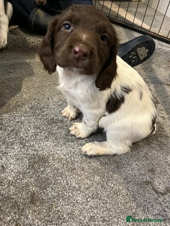 English Springer Spaniel dogs English springer spaniel puppies - Advert 8
