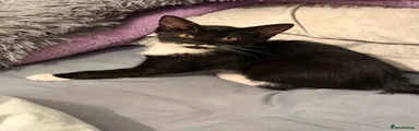 tippy