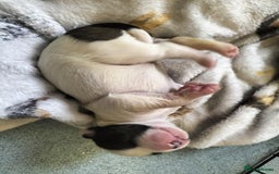 Mixed Breed dogs for sale: Cute litter of puppies  - Image 4
