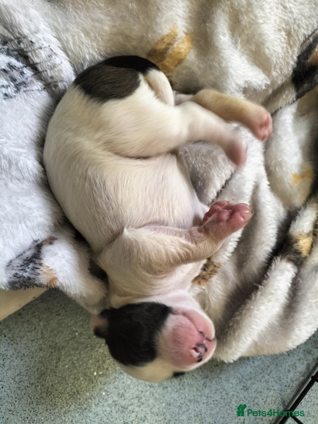 Mixed Breed dogs for sale: Cute litter of puppies  - Image 4