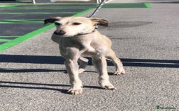 Lurcher dogs for adoption: Goose, lurcher in need of loving home - Image 2