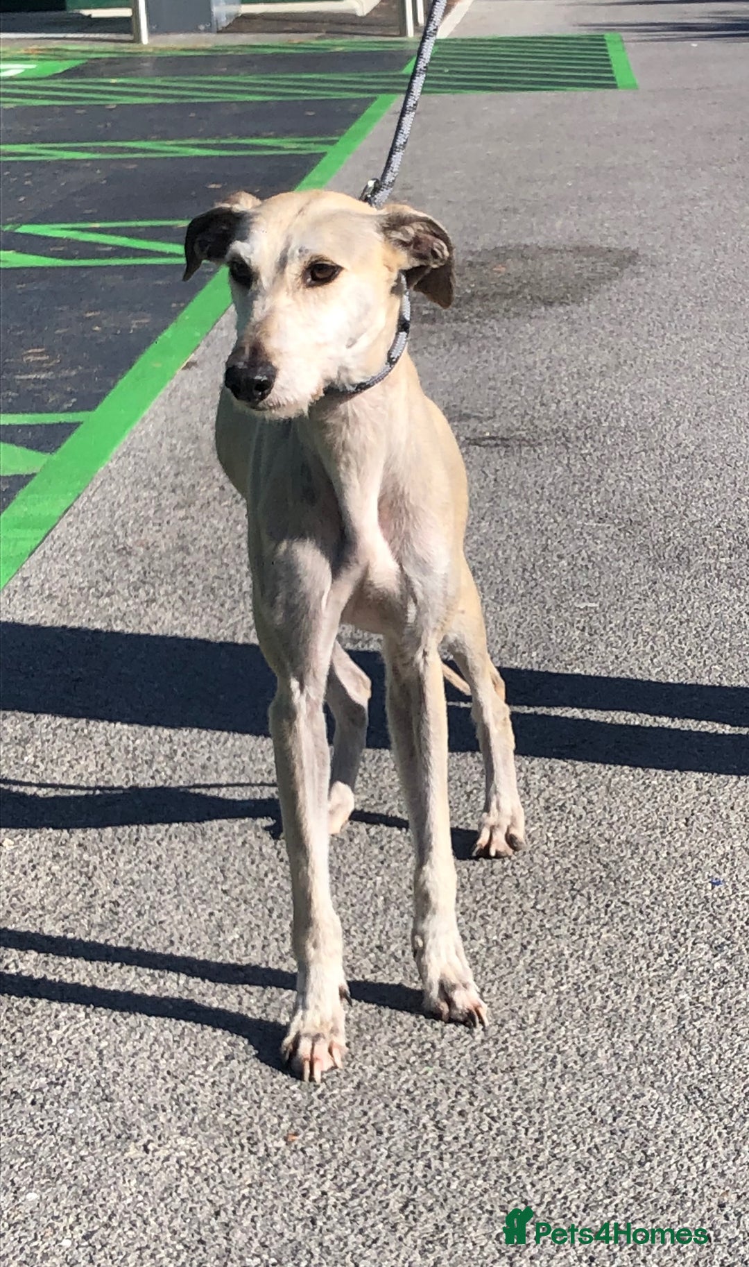 Lurcher dogs for adoption: Goose, lurcher in need of loving home - Image 2