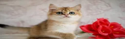 British Shorthair cats for sale: 💙British shorthair ready now🩷 - Advert 9