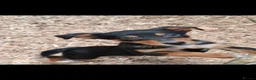 Australian Kelpie dogs for sale: Beautiful kelpie puppies for sale - Advert 4