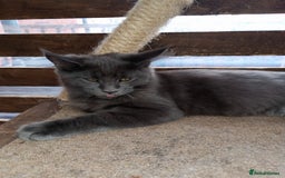 Maine Coon cats for sale: Maine coon purebred pedigre xl in Barnsley - Image 6