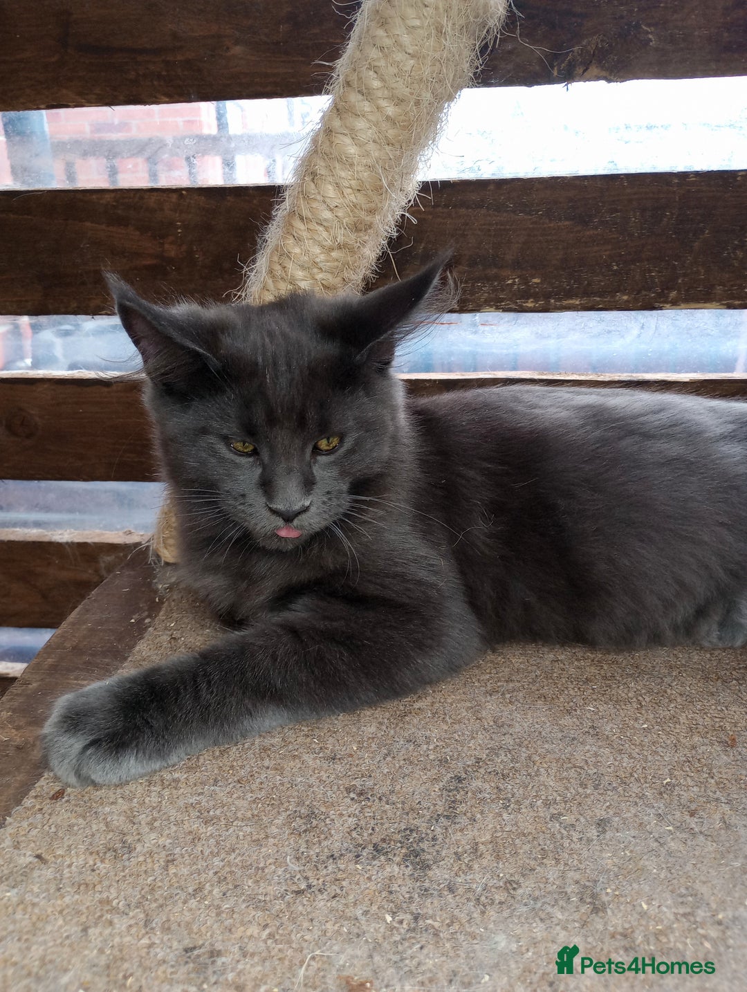 Maine Coon cats for sale: Maine coon purebred pedigre xl in Barnsley - Image 6