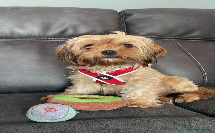 Yorkshire Terrier dogs - Advert 1
