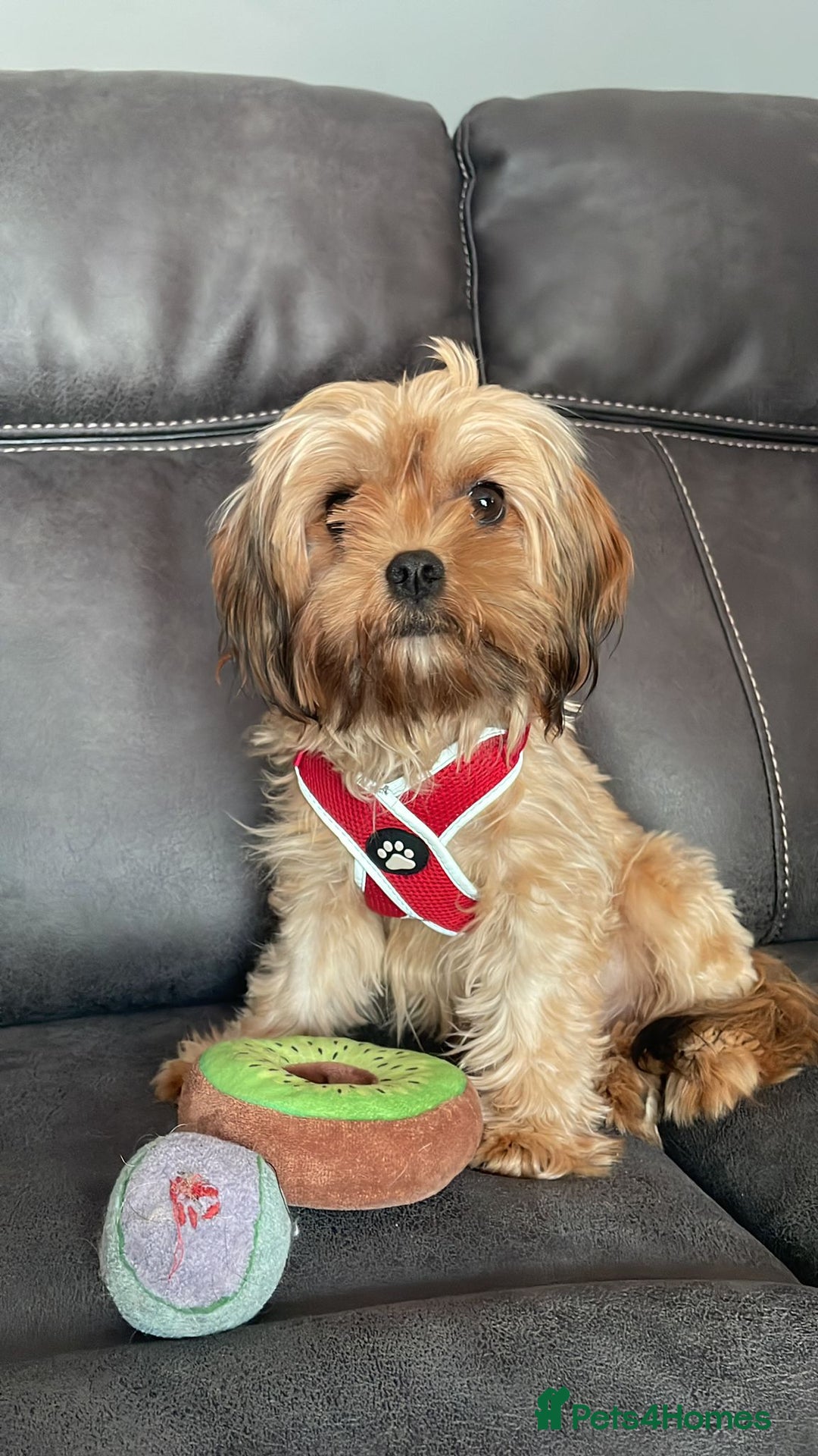 Yorkshire Terrier dogs for sale: Yorkie - Image 1