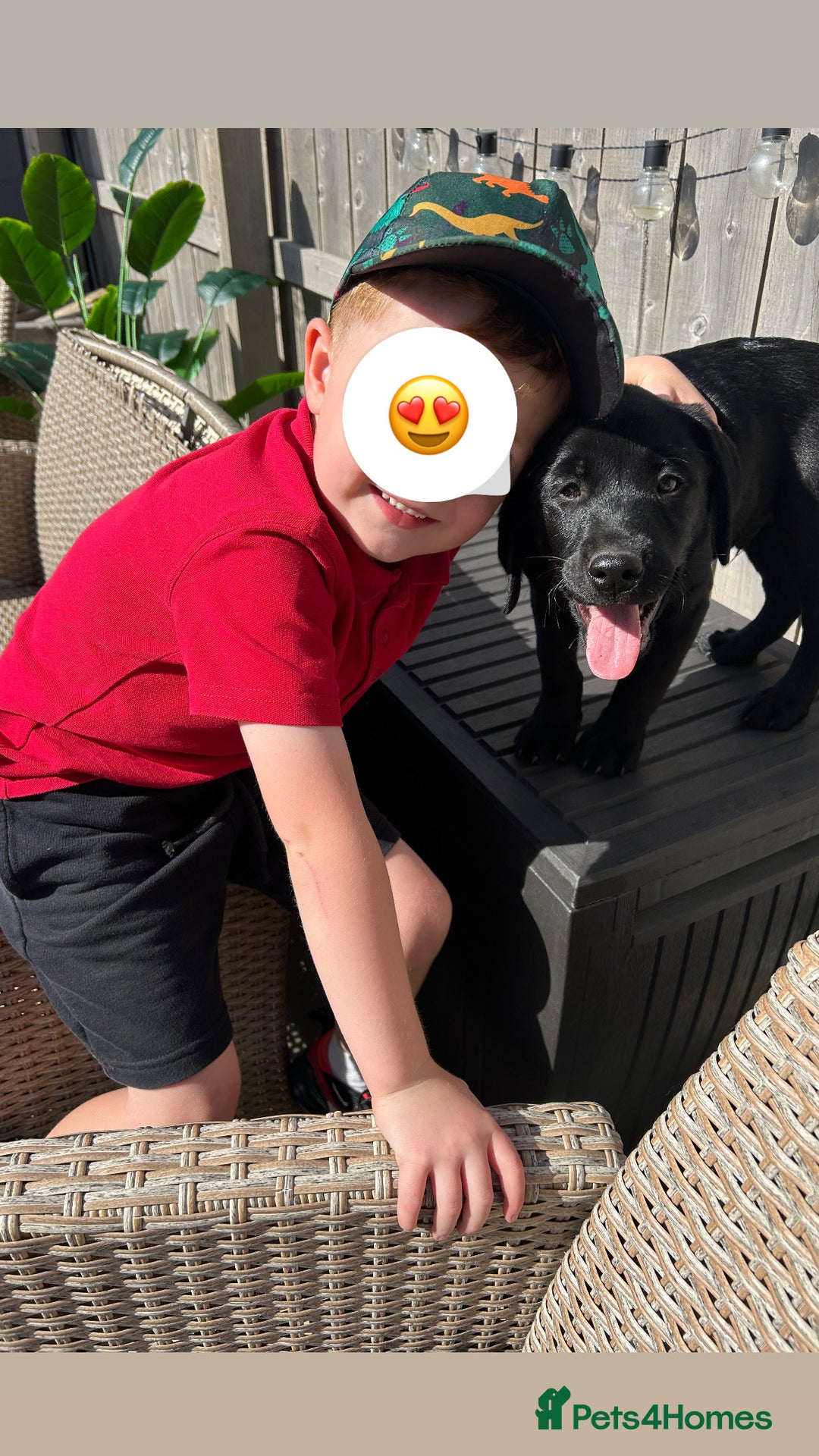 Labrador Retriever dogs for sale: Pedigree Labs ready to Rehome NOW - Image 6