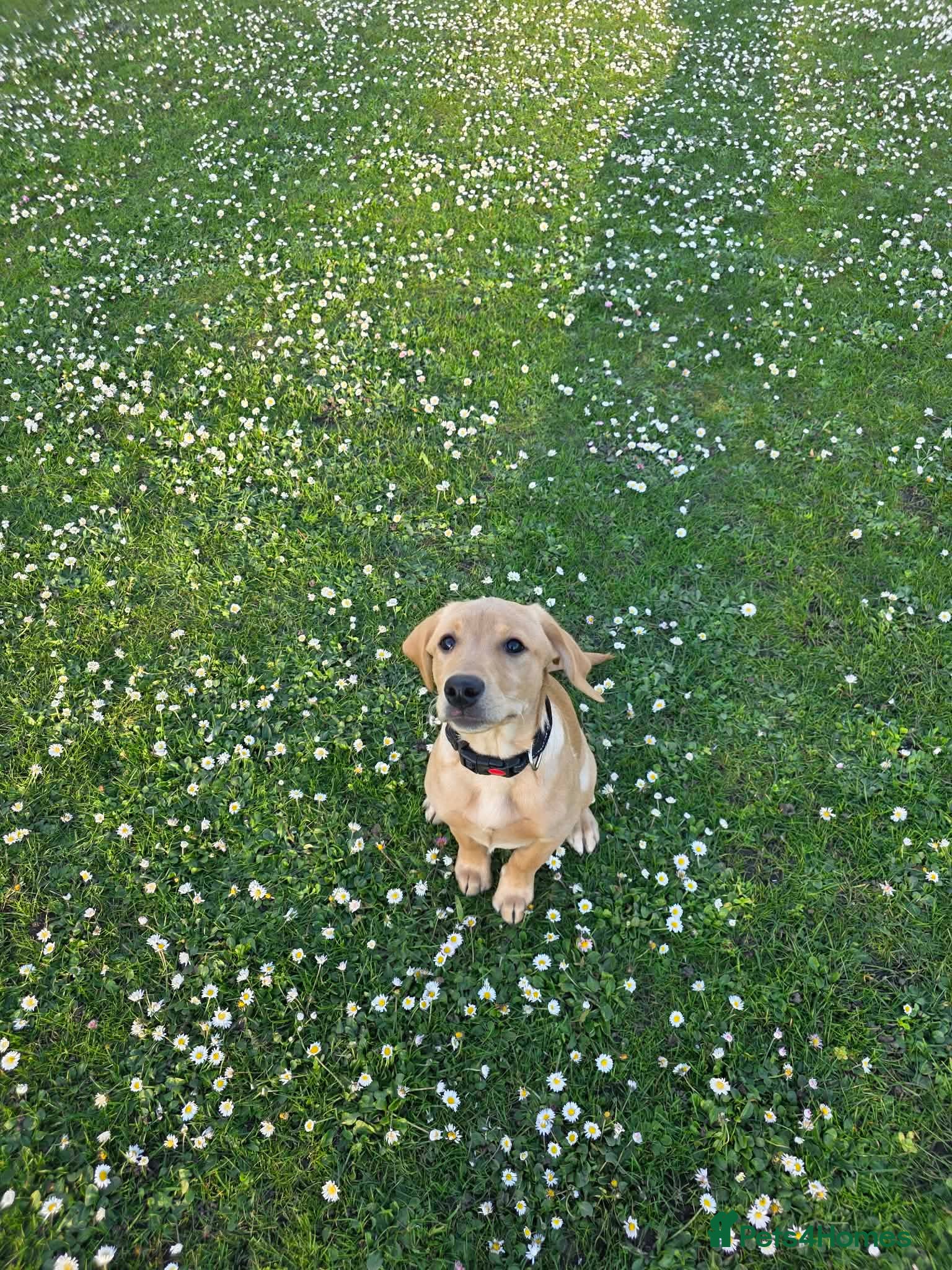 Labrador Retriever dogs Labrador female  - Advert 2