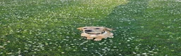 Labrador Retriever dogs for sale: Labrador female  - Advert 1