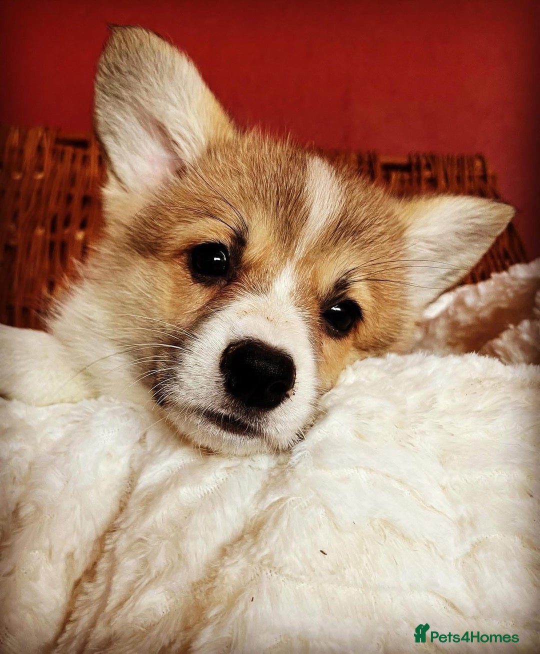 Welsh Corgi Pembroke dogs for sale: Naturally bobbed unique babies - Image 36