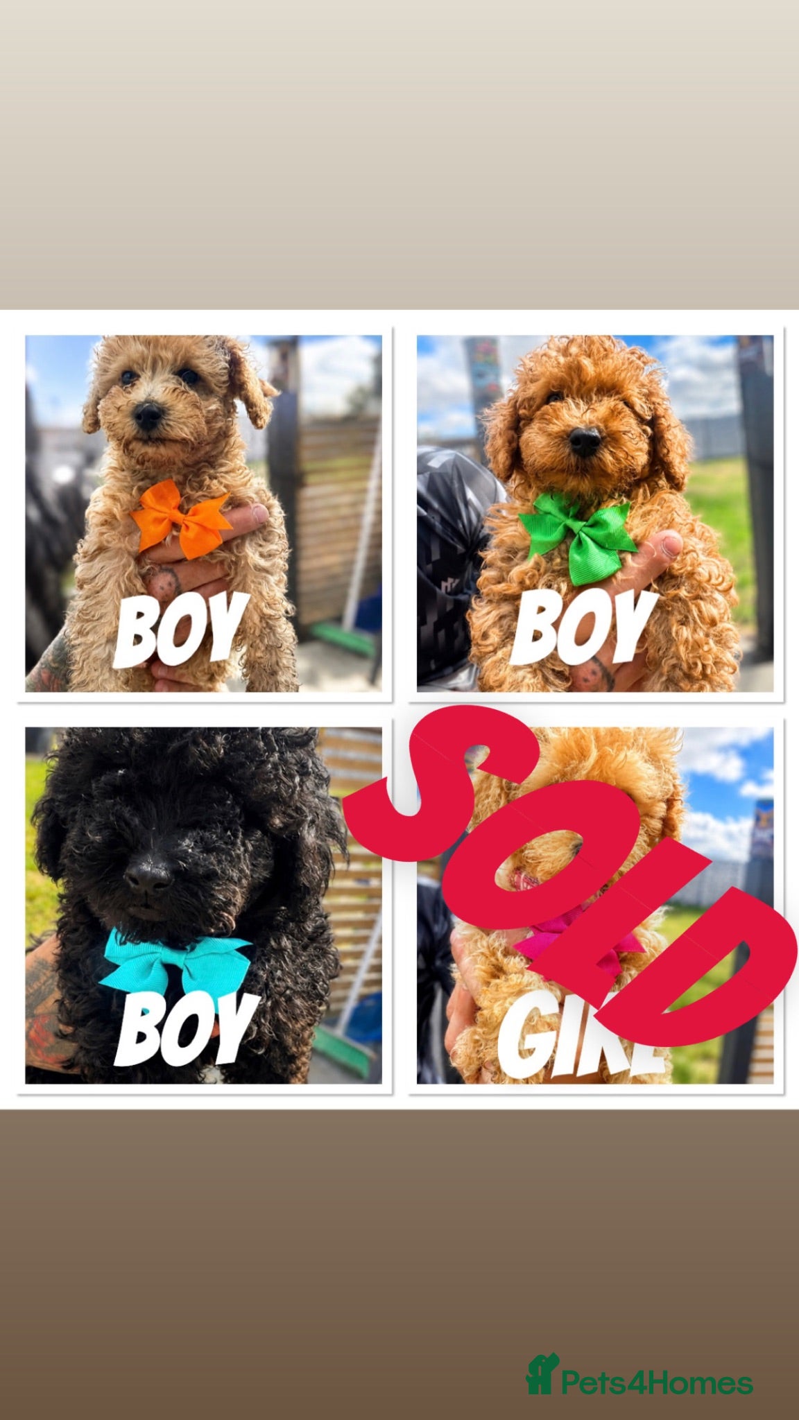 Toy Poodle dogs Beautiful Toy Poodle Puppies ❤️🐾🐩 READY TO GO! - Advert 3