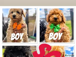 Toy Poodle dogs Beautiful Toy Poodle Puppies ❤️🐾🐩 READY TO GO! - Advert 3