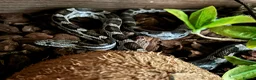 Corn Snake reptiles for sale: Corn snake  - Advert 3