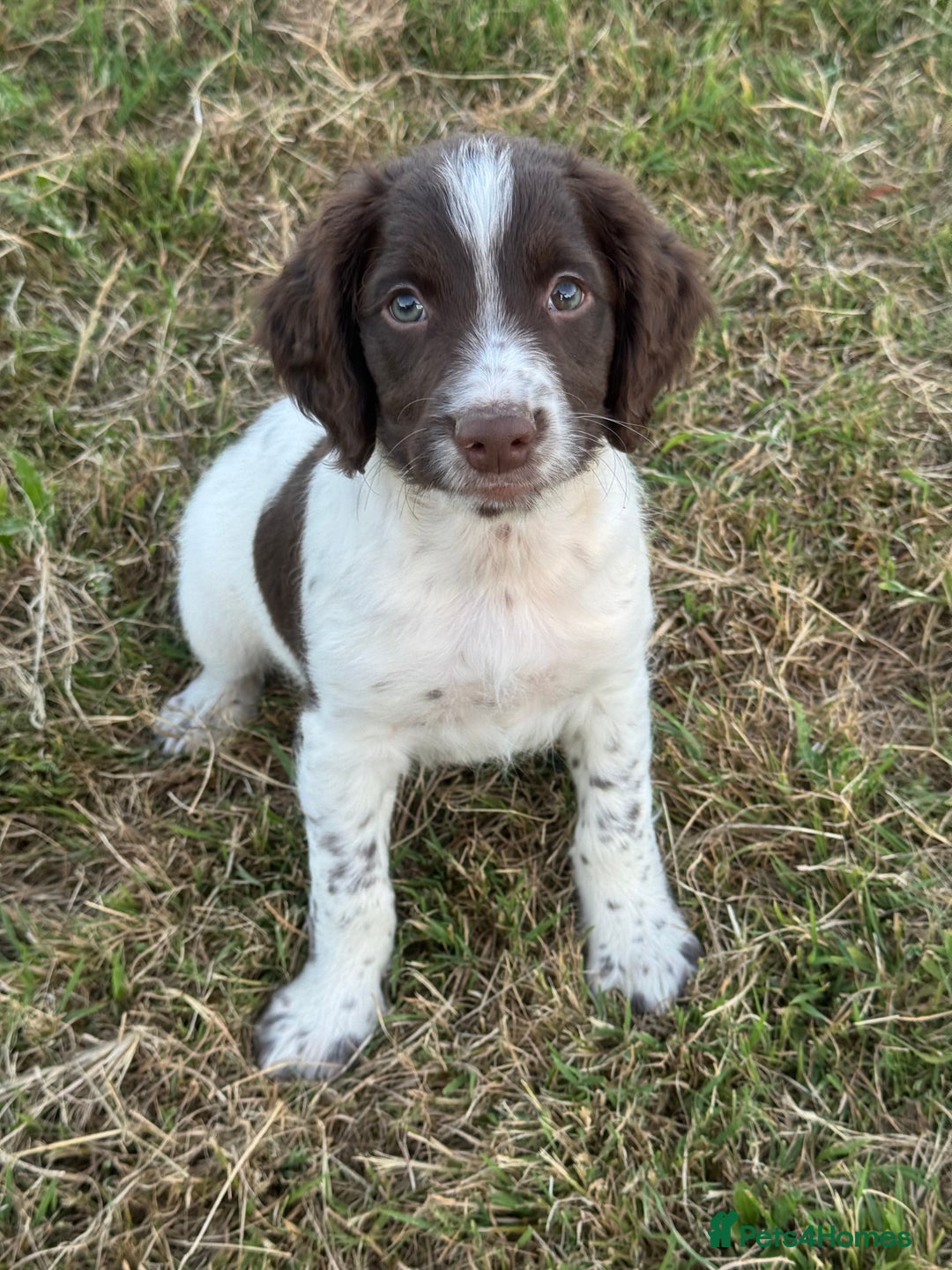 English Springer Spaniel dogs for sale: Ready to go Male KC Registered ESS Puppies  - Image 10