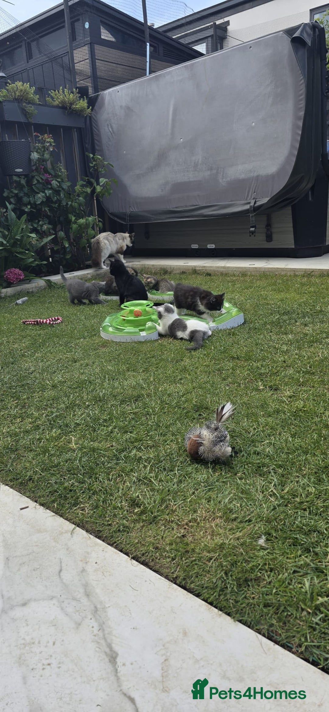 RagaMuffin cats for sale: 🐾 **Adopt Ragdoll-Shorthair Kitten!** 🐾 - Image 10