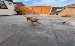Lakeland Terrier dogs for sale: Red Lakeland Terrier Bitch - Image 4