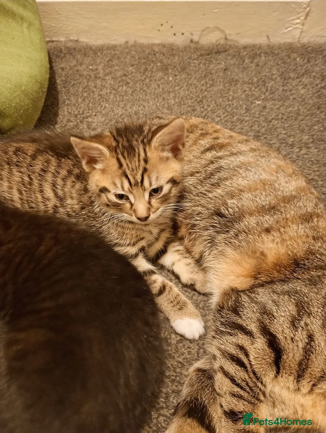 Mixed Breed cats for sale: Female kitten in Leeds - Advert 3