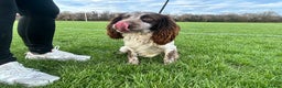 Cocker Spaniel dogs for sale: 1 kc cocker spaniel Bracken available  - Advert 11