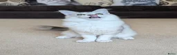 Maine Coon cats for sale: Tica Registered Shaded Kitten - Advert 5