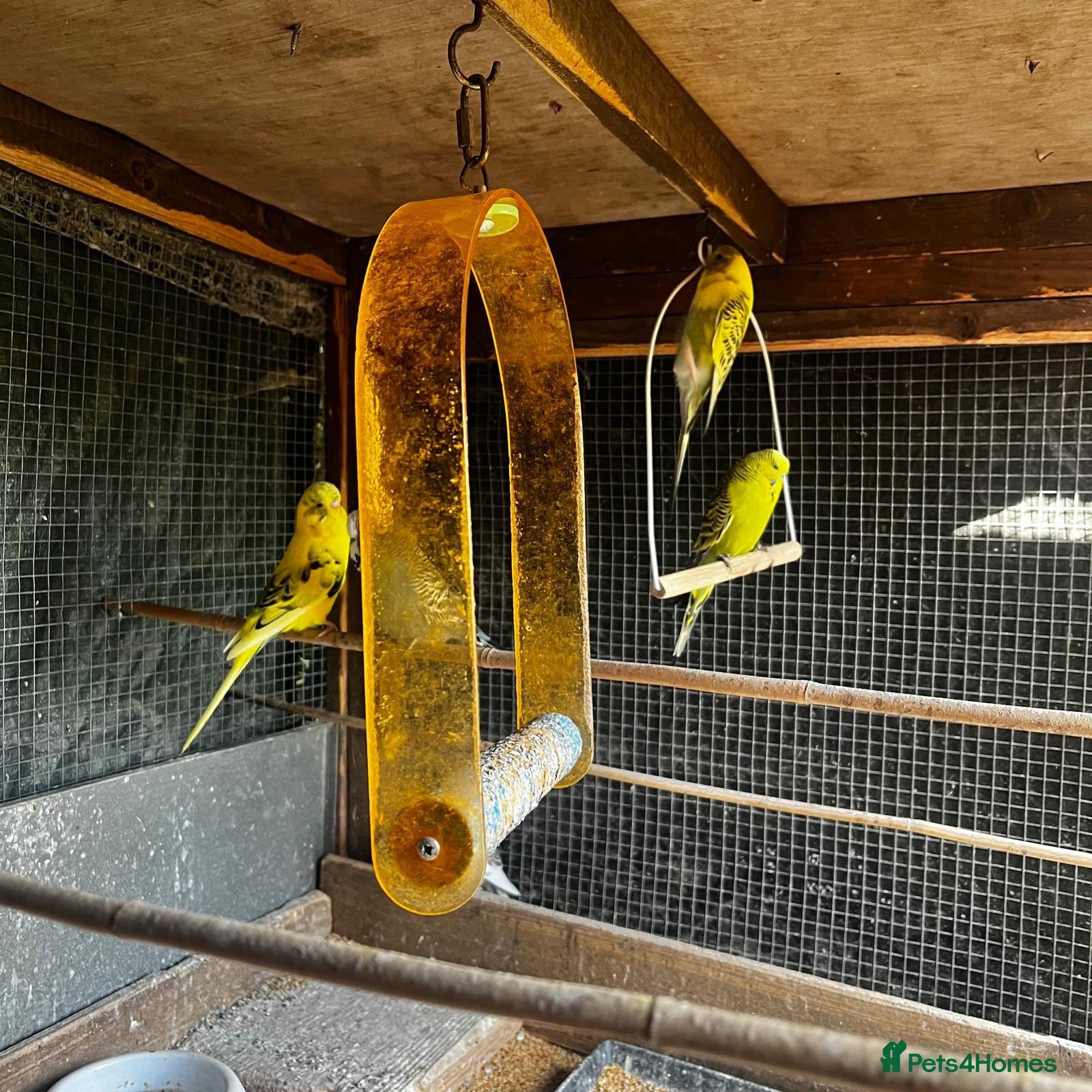 Budgerigars birds Mixed coloured young and old budgies  - Advert 1