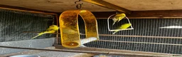 Budgerigars birds for sale: Mixed coloured young and old budgies  in Wolverhampton - Advert 1
