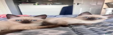 Ragdoll 2
