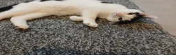 Mixed Breed cats for sale: Pandy in Birkenhead - Advert 3