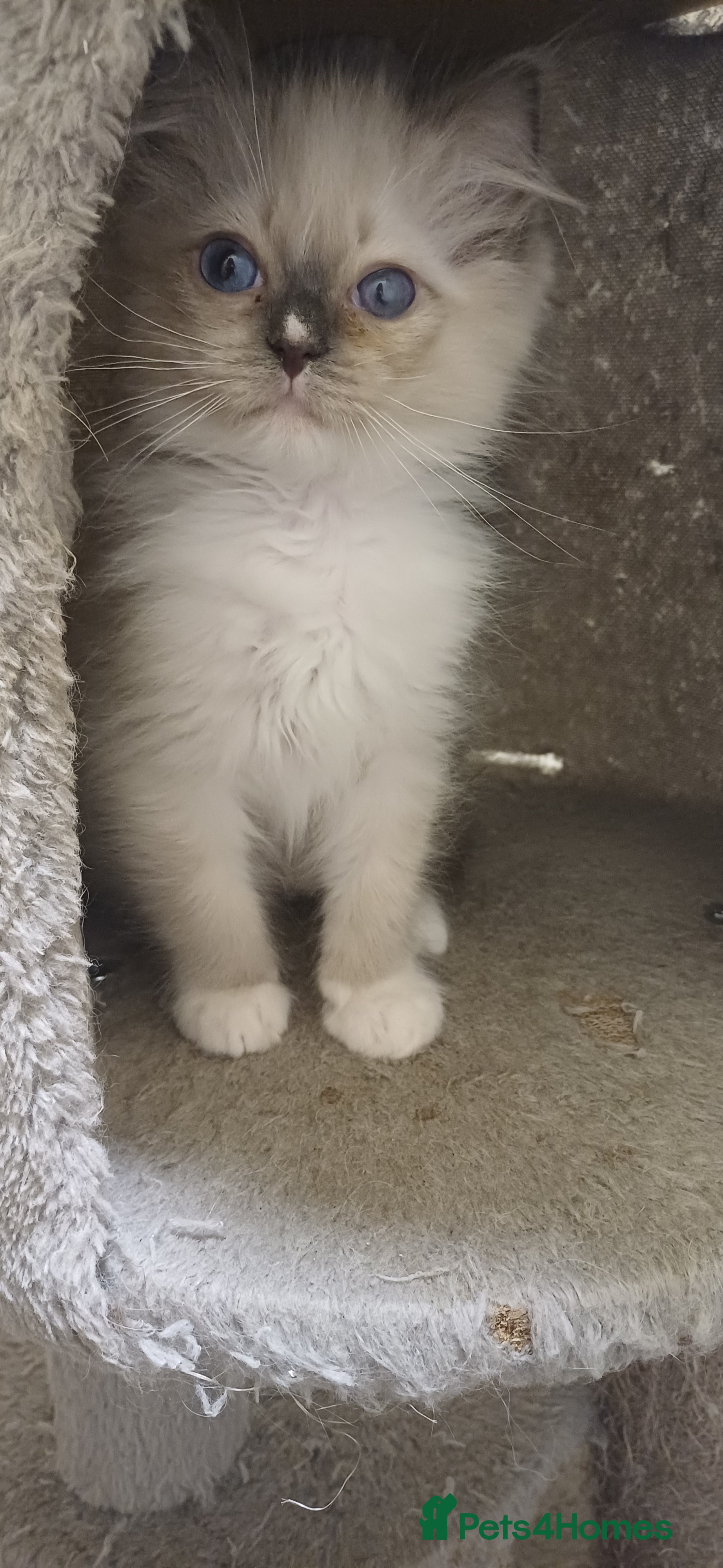 Ragdoll cats Beautiful litter available 1 girl left  - Advert 3