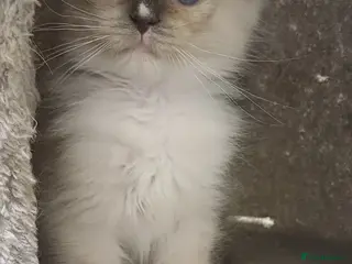 Ragdoll cats Beautiful litter available 1 girl left - Advert 3