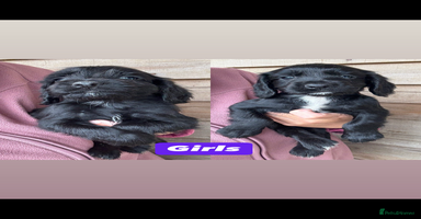 Sprocker dogs - Advert 4