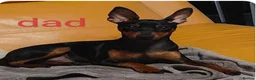 Miniature Pinscher dogs for sale: 6 Beautiful Miniature pincher Puppies  - Advert 15