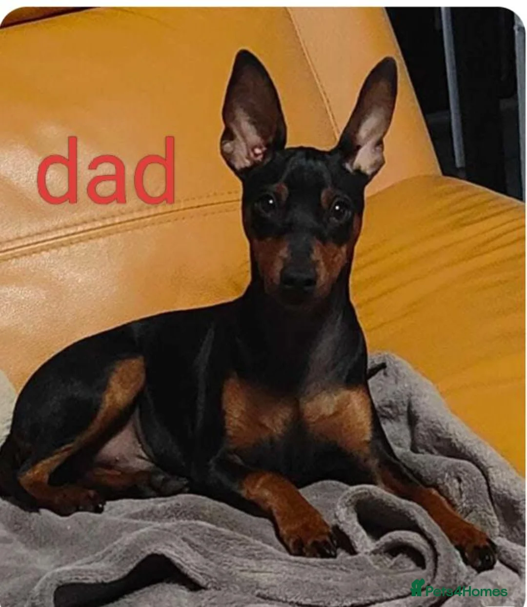 Miniature Pinscher dogs for sale: 6 Beautiful Miniature pincher Puppies  - Advert 15