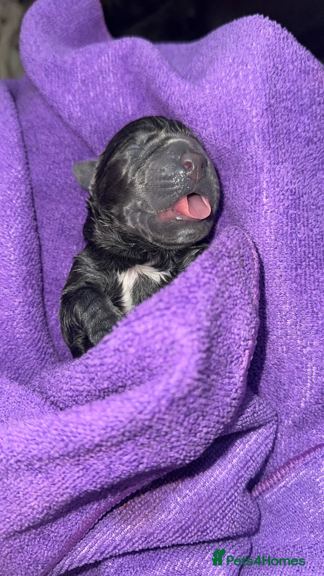 Cane Corso dogs for sale: Cane Corso Rare Blue/Grey Puppies  - Advert 11