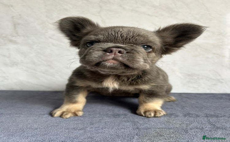 French Bulldog dogs - Advert 14