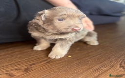 German Shepherd dogs for sale: Blue & Isabella German Shepherd Puppies For Sale  - Image 17