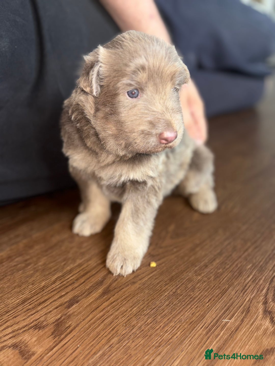 German Shepherd dogs for sale: Blue & Isabella German Shepherd Puppies For Sale  - Image 17