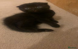 Mixed Breed cats for sale: 5 kittens - Image 25