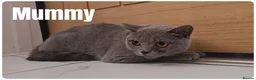 Scottish Fold cats for sale: Beautiful Scottish Fold,British & Munchkin Kittens - Advert 3