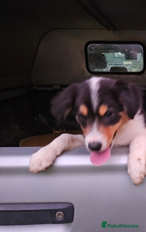 Border Collie dogs Beautiful Border Collie Puppies - Advert 2