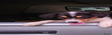 Border Collie 1