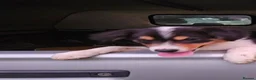 Border Collie dogs for sale: Beautiful Border Collie Puppies - Advert 2