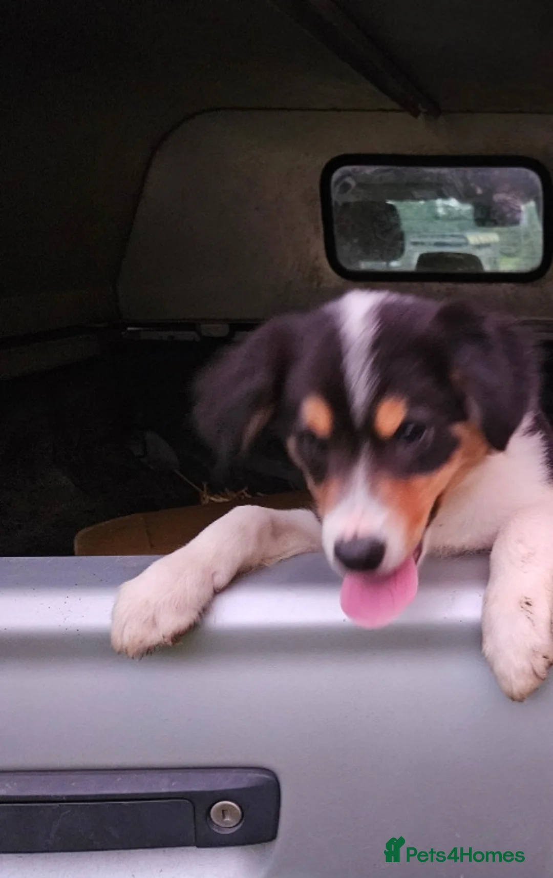 Border Collie dogs for sale: Beautiful Border Collie Puppies - Advert 2