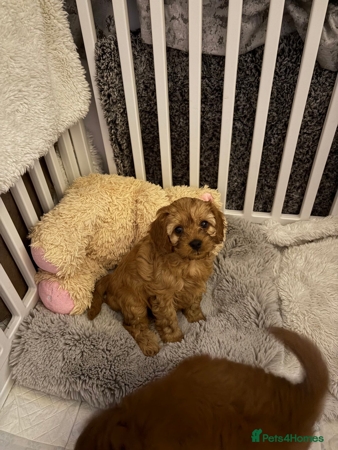 Cavapoo dogs for sale: Female Cavapoo  - Advert 3
