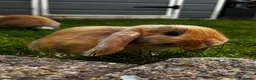 Mini Lop rabbits for sale: 2 Mini Lops - Advert 9
