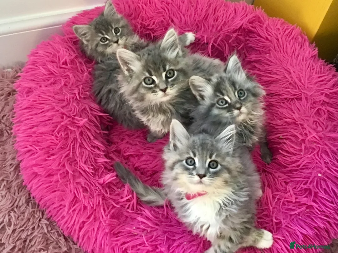 Maine Coon cats for sale: Confident & cuddly Maine coon kitts  - Advert 1